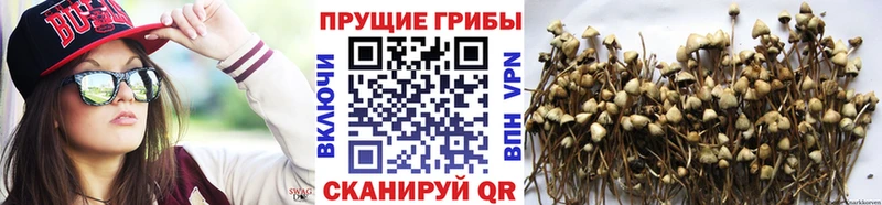 Купить  Мензелинск  Псилоцибиновые грибы ЛСД 